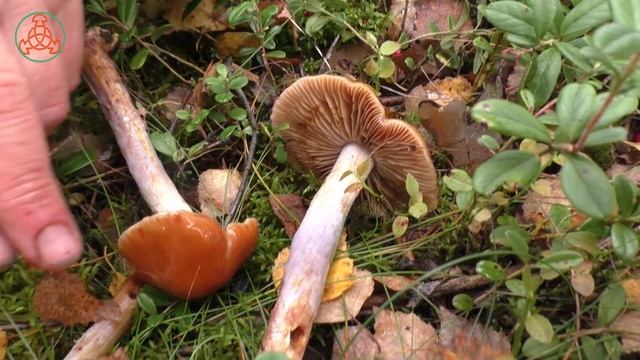 Паутинник слизистый - Cortinarius mucosus. Съедобный гриб. смотреть онлайн
