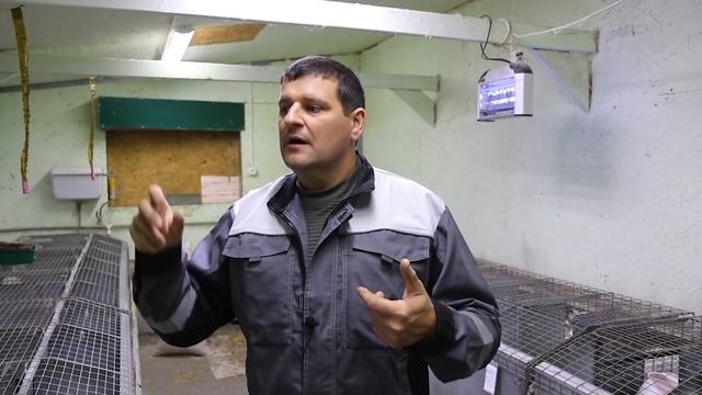 ✅МИКСОМАТОЗ! Что такое, откуда берется, как бороться! смотреть онлайн