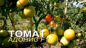 АДОНИС F1! Обзор сортов ТОМАТОВ! Советы от ЗЕЛЕНОГО ОГОРОДА!