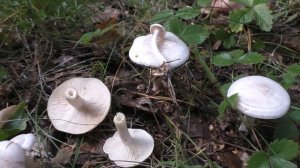 Ядовитее мухомора в сотни раз!!! Говорушка восковатая - Clitocybe cerussata