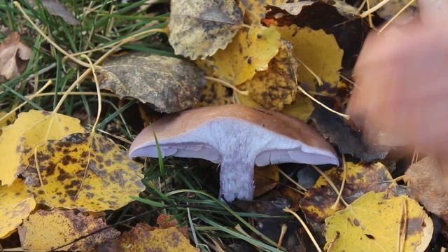 Противоречивая рядовка фиолетовая.