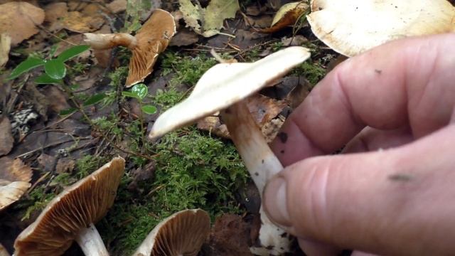 Паутинник бело-фиолетовый - Cortinarius alboviolaceus. Условно-съёдобный гриб. смотреть онлайн