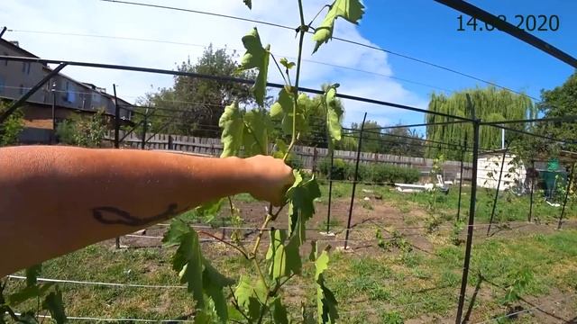 Собираем урожай винограда 2020. Что делать на винограднике в августе. смотреть онлайн