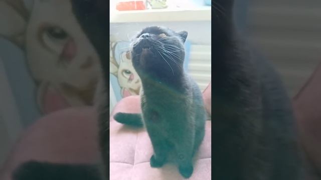 Кошка Милка и каждый чих смотреть онлайн