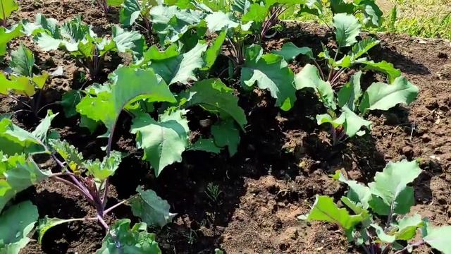 Прогуляемся по огороду,спустя 2 недели смотреть онлайн