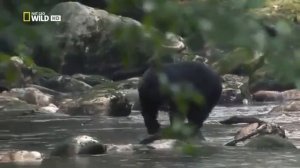 Nat Geo Wild The Great Bear Rainforest Nature Documentary