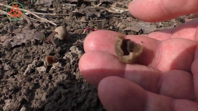 Пецица или пезиза (Peziza). Один из первых весенних грибов. смотреть онлайн