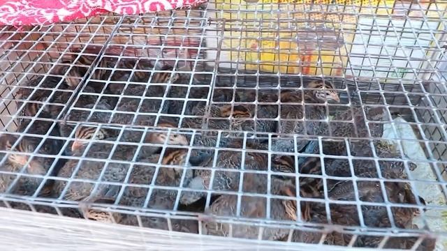 ДОЛГОЖДАННАЯ ЯРМАРКА В КУРСКЕ! КРОЛИКИ, УТКИ, КУРЫ! смотреть онлайн