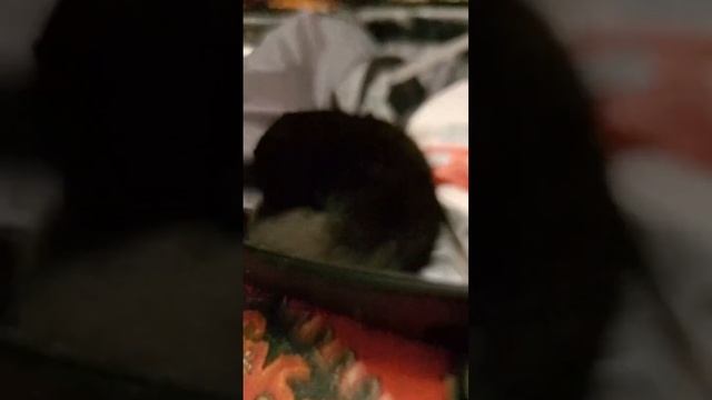 Кошка Милка собирает чемодан смотреть онлайн