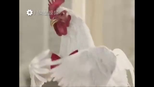 Песня курицы смотреть онлайн