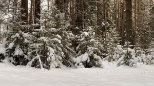 СВЕКРОВЬ И НЕВЕСТКА ПОКЛЯЛИСЬ БОЛЬШЕ НЕ ОБЩАТЬСЯ, НО... | Истории из жизни.