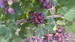 Виноград Рамзес, Квазар, Озорник, Минор, Рошфор, Воплощение, Ламборджини, Взлетная Полоса, Талдун.