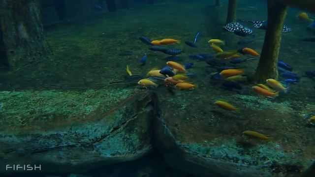 How To Use Laser Play With Fish? |  QYSEA FIFISH V6 Plus Underwater ROV