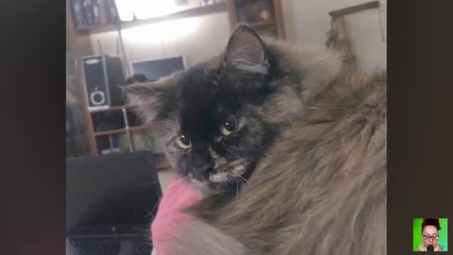 КотоКафе. ФАНЯ. «Ура, друзья, Фанечка уехала в свой собственный дом!» смотреть онлайн
