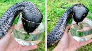 Невероятные Случаи Спасения Животных Снятые на Камеру