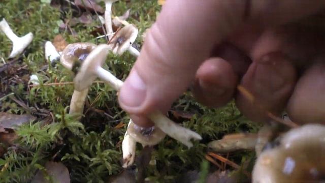 Гриб поздней осени. Гигрофор оливково-белый - Hygrophorus olivaceoalbus смотреть онлайн
