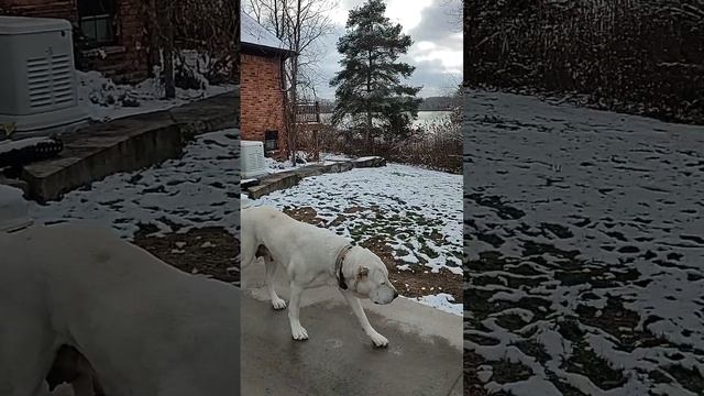Central Asian shepherds are dominant dogs смотреть онлайн