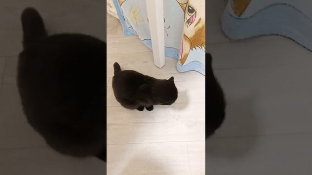 Кошка Милка и креветочка смотреть онлайн