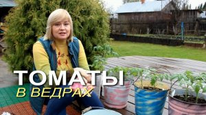 ВЫРАЩИВАНИЕ ТОМАТОВ в ВЕДРАХ! Советы от ЗЕЛЕНОГО ОГОРОДА!