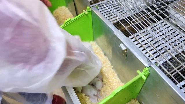 4 К. САМОК! ЧТО ОН С НИМИ ДЕЛАЕТ? смотреть онлайн