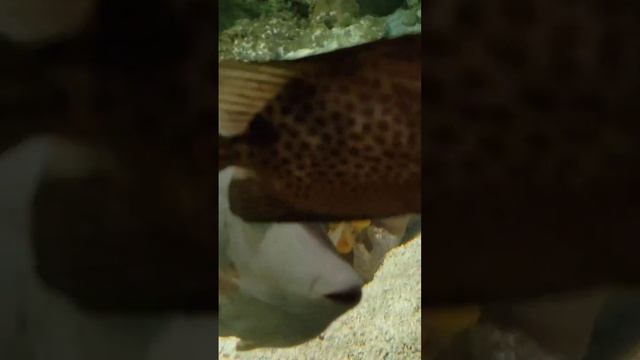 Однорогая рыба-носорог. Александра Миркушова