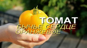 БЫЧЬЕ СЕРДЦЕ ОРАНЖЕВОЕ! ОБЗОР СОРТОВ ТОМАТОВ! Советы от ЗЕЛЕНОГО ОГОРОДА!