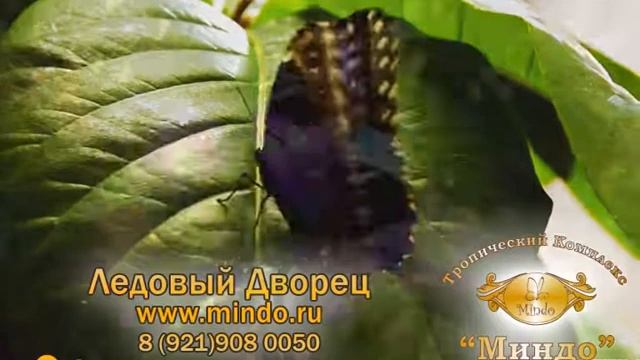 Тропический Комплекс "Миндо" в Пскове продолжит свою работу до 8 января 2017 года! смотреть онлайн