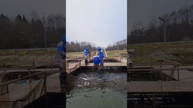 Запуск форели смотреть онлайн