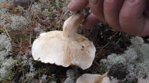 Забыли про Рядовку бело-коричневую! - Tricholoma albobrunneum.