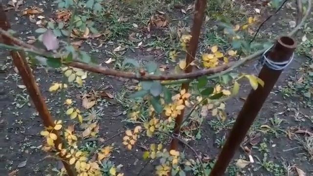 СВЕТОПРЕДСТАВЛЕНИЕ ######ОНА ОПЯТЬ ПРИЛЕТЕЛА, И РЯДОМ СЕЛА В НОЯБРЕ +20 смотреть онлайн