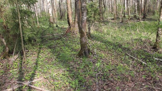 Поляна фиалок.