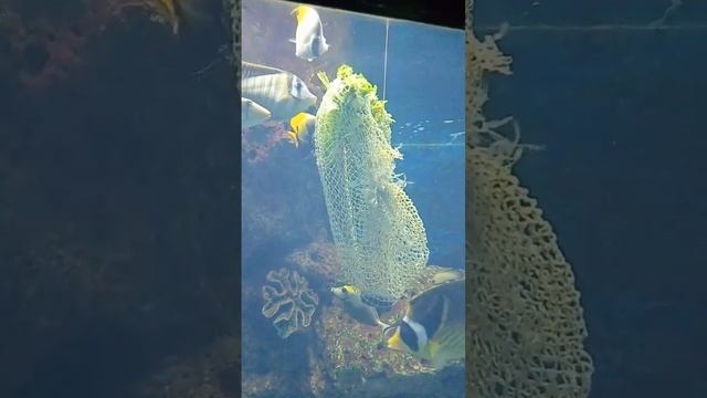 Не видишь - ми кюююшаим! смотреть онлайн