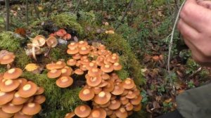 Летний опёнок - прекрасный гриб с весны до глубокой осени.