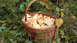 Невероятное "поле"  жёлтых груздей.