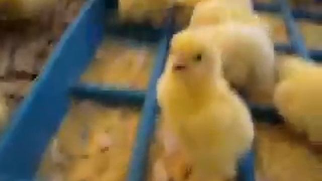 COBB 500 смотреть онлайн