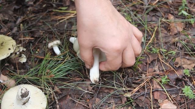 Съедобный "двойник" Бледной поганки - Сыроежка зелёная