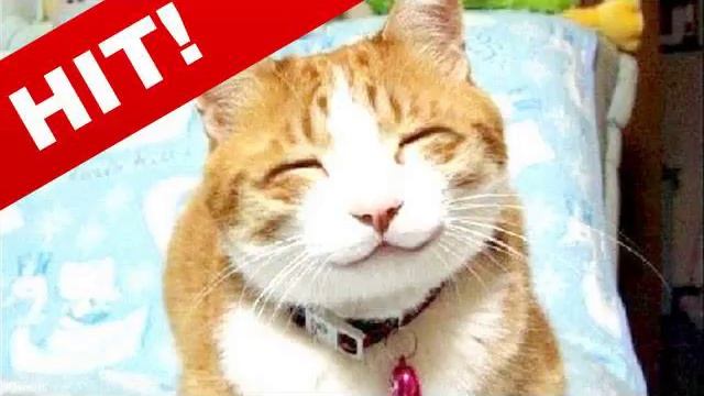 Приколы с кошками: Кошки - очарование моё смотреть онлайн