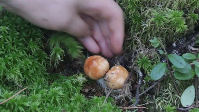 Сыроежка сереющая. Съедобный гриб , но хрупкий.