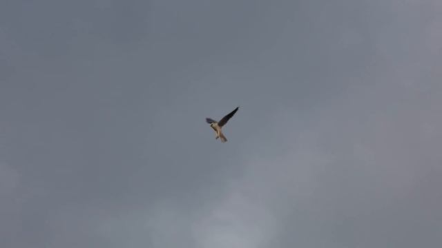 Canon R6 120 fps White-tailed Kiting смотреть онлайн