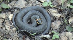 Галлюцинации грибника.