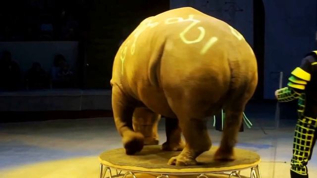 День бухгалтерии в цирке на Вернадском смотреть онлайн