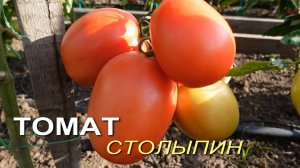 Томат СТОЛЫПИН. Обзор сортов ТОМАТОВ!