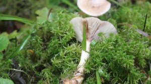 Млечник лиловеющий или млечник мокрый.