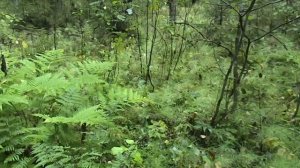 Где искать Груздь жёлтый?