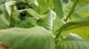 Сорт табака Спектр