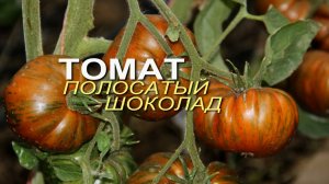 ПОЛОСАТЫЙ ШОКОЛАД! ОБЗОР СОРТОВ ТОМАТОВ! Советы от ЗЕЛЕНОГО ОГОРОДА!