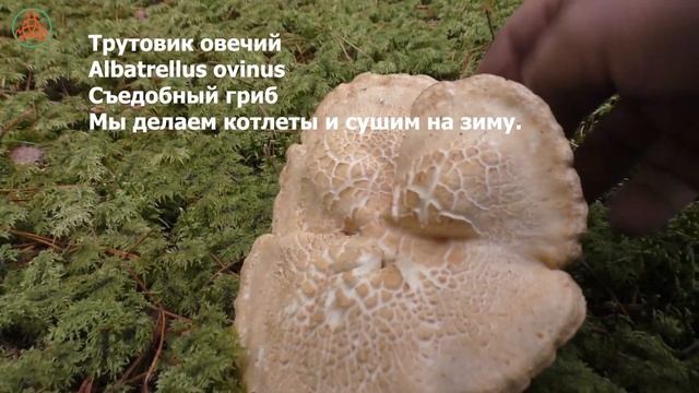 Грибное население соснового бора! Дневник грибника 4 октября 2021 года. смотреть онлайн