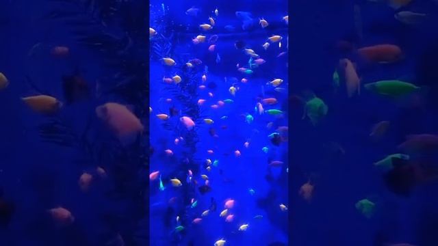 Залипательные неончики смотреть онлайн