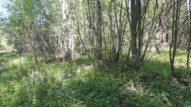 Весенние картинки. Прогулка по заброшенному саду.