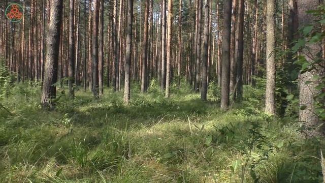 Жара! Лисички в земляничном мареве! "Дневник грибника" 9 июля 2021 года. смотреть онлайн